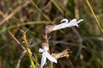 Shortleaf lobelia